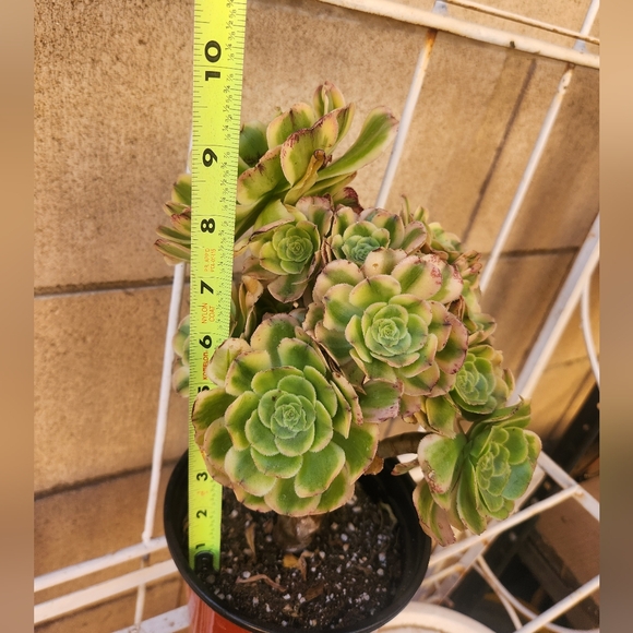 Aeonium Florecens Variegated | Tree Bonsi Cluster 6" Pot - Picture 11 of 13